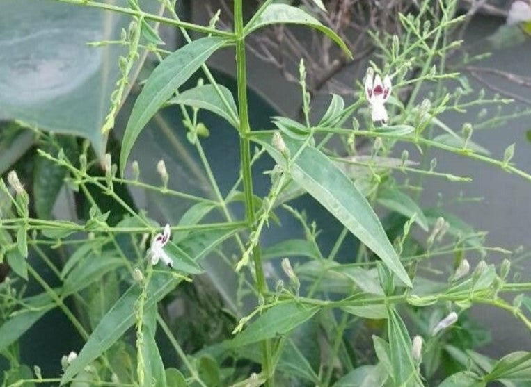 Brodziuszka wiechowata Andrographis paniculata suplement odporność