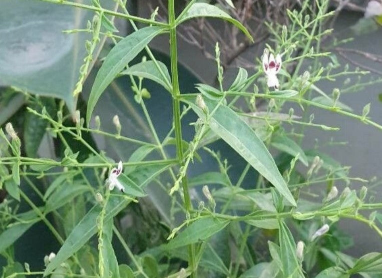 Brodziuszka wiechowata Andrographis paniculata suplement odporność