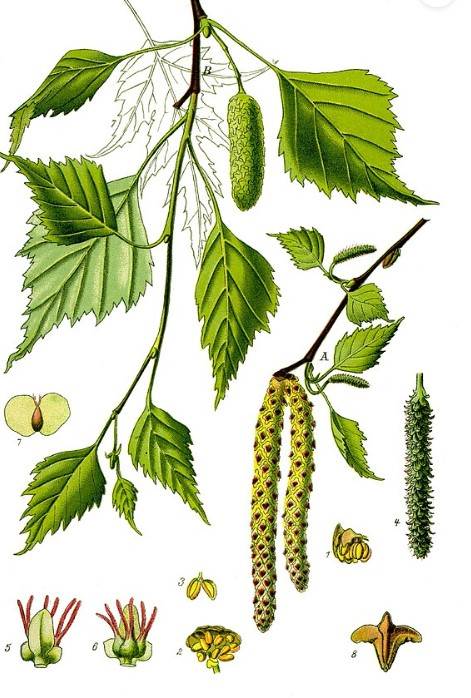 Brzoza brodawkowata – Betula pendula L. - detoks i zdrowie nerek | Zielmed