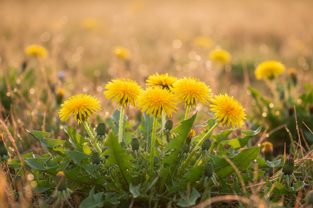 Mniszek lekarski (Taraxacum officinale) – roślina zielarska