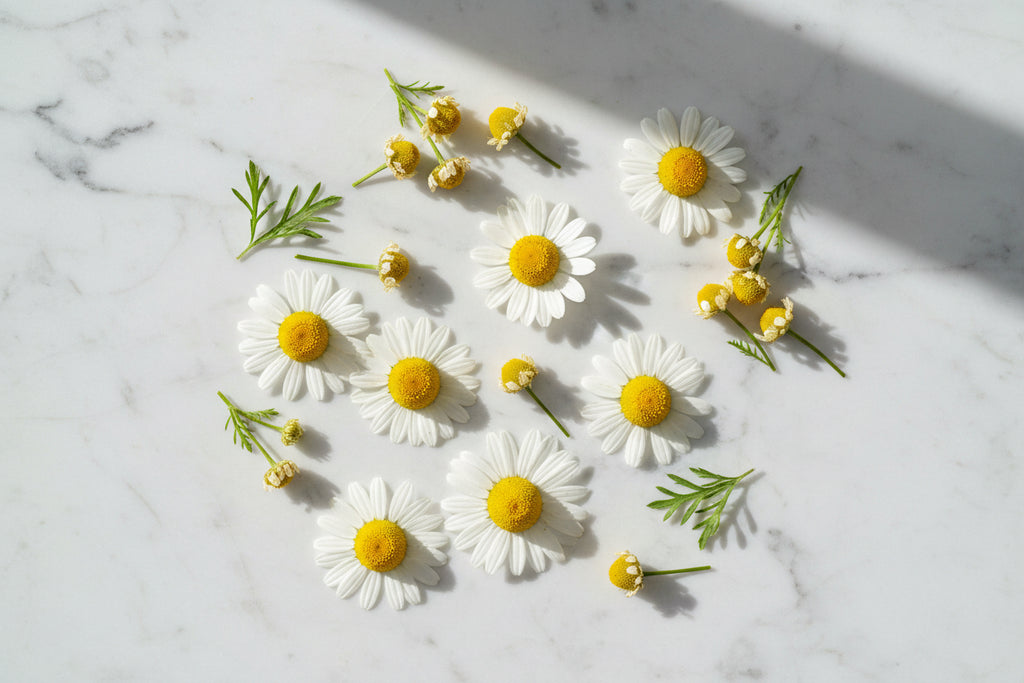 Rumianek - skarbnica właściwości leczniczych dla Twojego dobrego samopoczucia | Zielmed